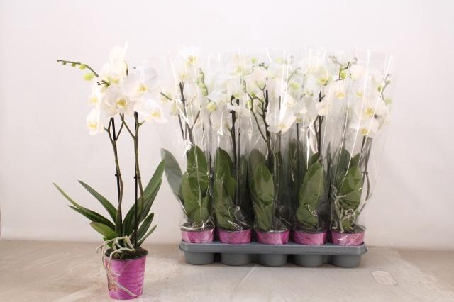 <h4>PHAL OV WIT</h4>