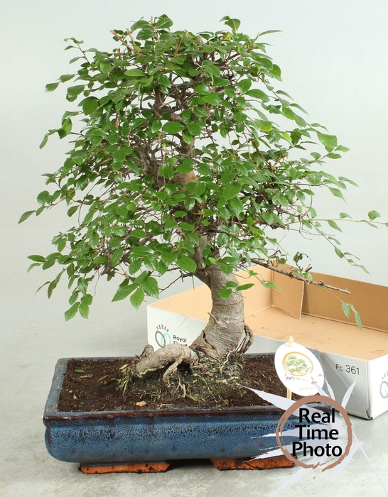<h4>BONSAI GEM</h4>
