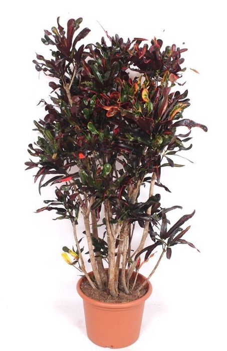 <h4>Codiaeum Mammi (Croton Mammi)</h4>