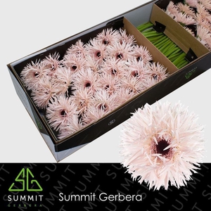 Gerbera Spider Cream Springs Doos