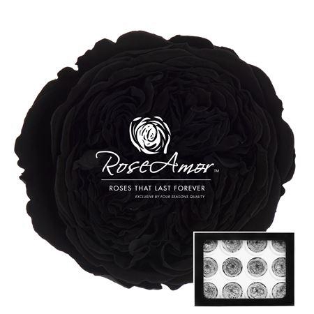 <h4>Amelia Bla01</h4>