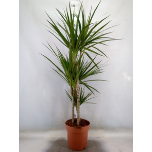 Dracaena marg.
