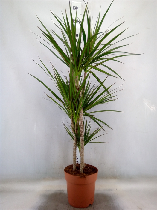 <h4>Dracaena marg.</h4>