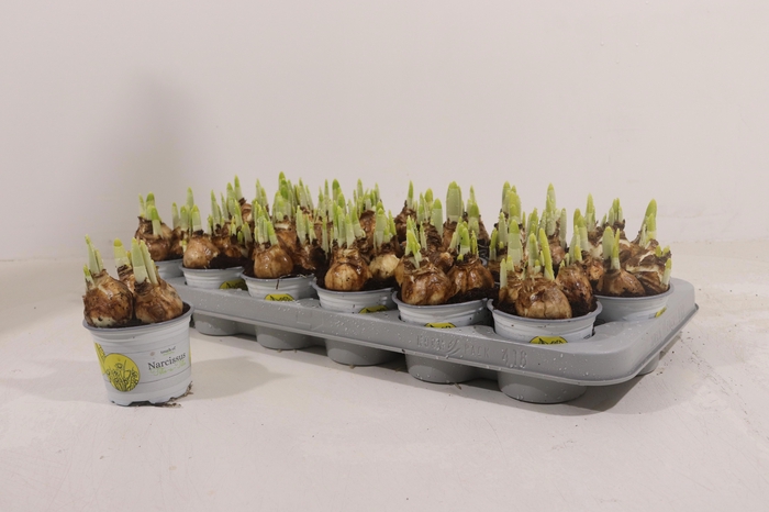 <h4>NARC O TETE A TETE</h4>