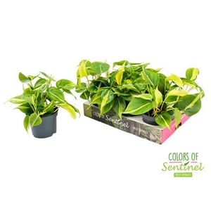 Philodendron Scandens Brasil 12Ø 25cm