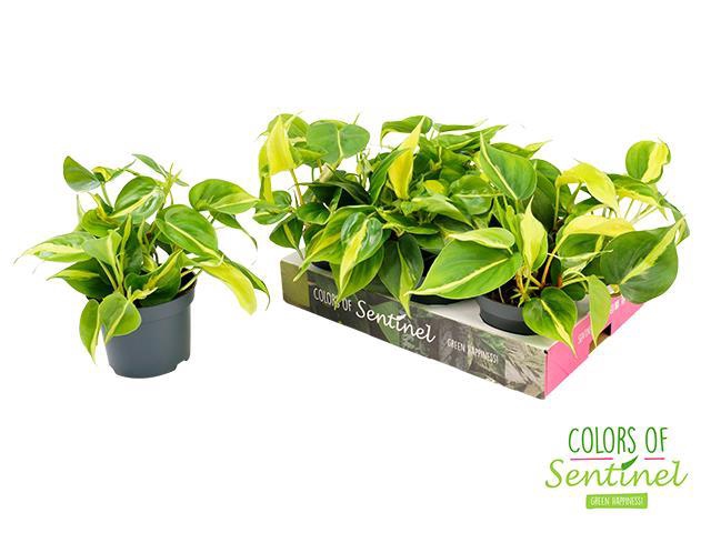 Philodendron Scandens Brasil 12Ø 25cm