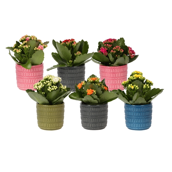 <h4>KP-823.3 - Kalanchoe Rosalina 7cm mix pot stripes</h4>