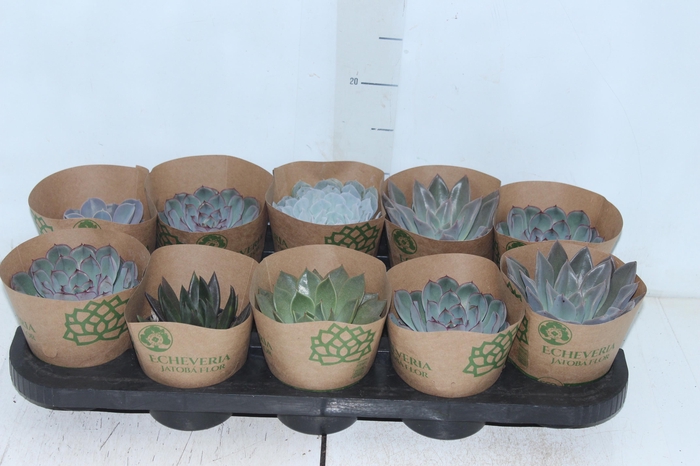 <h4>ECHEVERIA P11</h4>