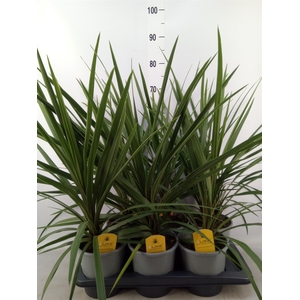 Cordyline indivisa 'Peko'