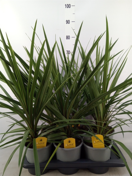 <h4>Cordyline indivisa 'Peko'</h4>
