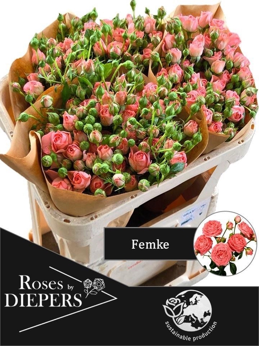 <h4>R TR FEMKE</h4>