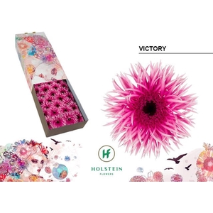 Gerbera GBS 'Gerspider Victory'