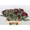 Protea Barbigera Ruby Princess Air