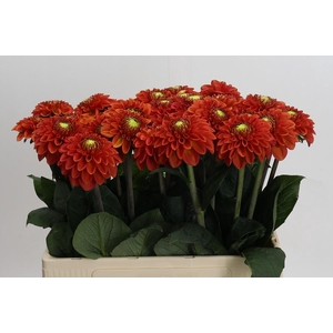 Dahlia Orange Fox