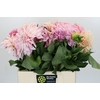 Dahlia Cafe Au Lait