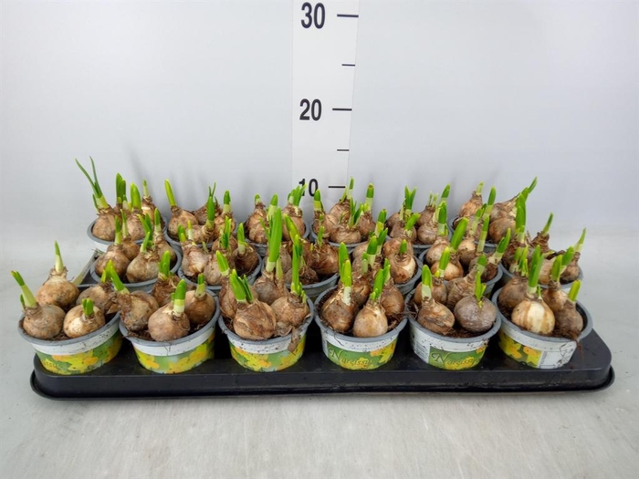 <h4>Narcissus 'Tete a tete'</h4>