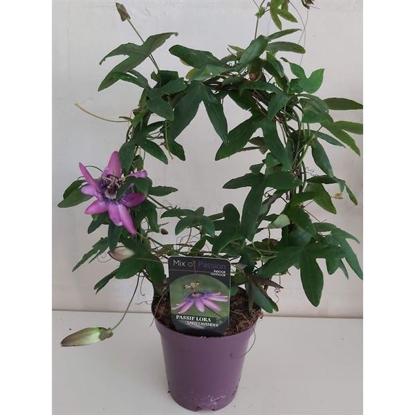 Passiflora Amethyst Beauty