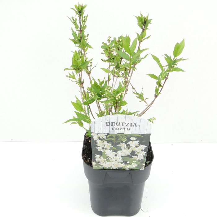 <h4>Deutzia gracilis</h4>