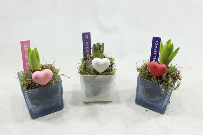 <h4>91209 GAS VK HYAC</h4>