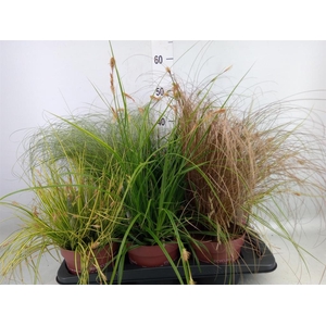 Carex   ...mix