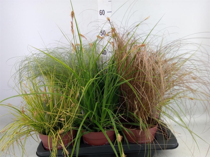 <h4>Carex   ...mix</h4>
