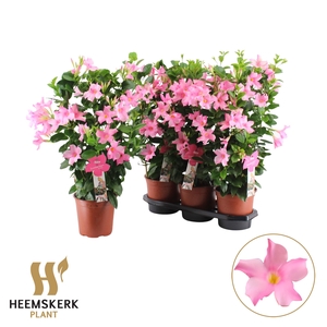 MANDE SUMMERST P MAG