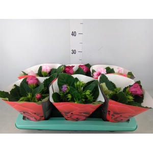 Sinningia  'Sonata'   ...mix