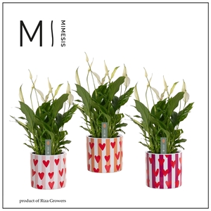 Mimesis Spathiphyllum Chopin -10,5 cm in Noura - Fun World