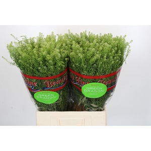 Lepidium Green Dragon