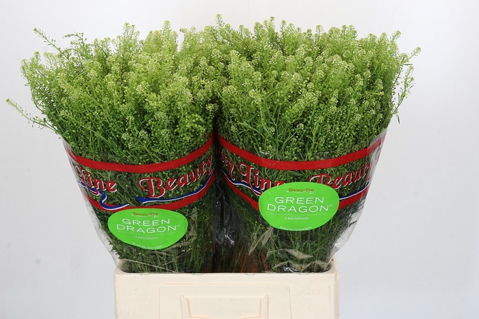 <h4>Lepidium Green Dragon</h4>