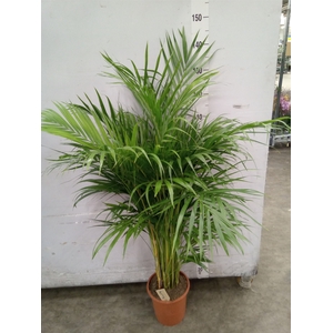 Dypsis lutescens   ...Chrysalidoca
