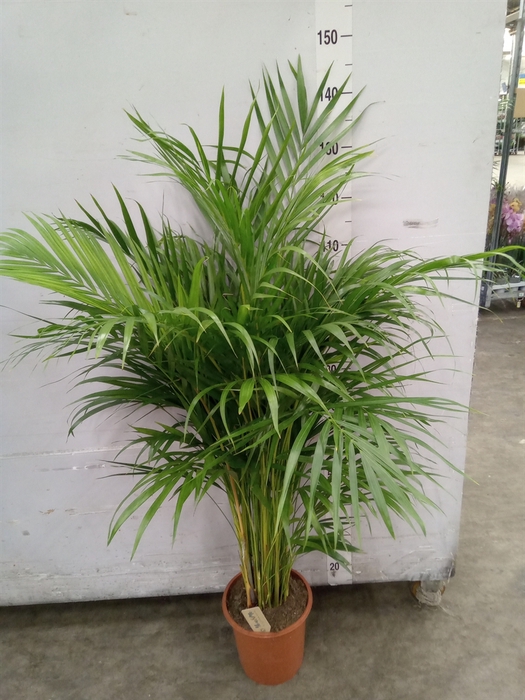 <h4>Dypsis lutescens   ...Chrysalidoca</h4>