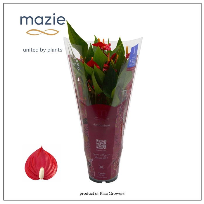 <h4>Anthurium - Karma Milion | 12 cm | Xmas sleeve</h4>