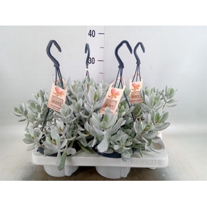 Cotyledon  'Coral'