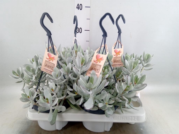 <h4>Cotyledon  'Coral'</h4>