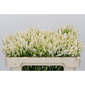 Agapanthus EYFORI White