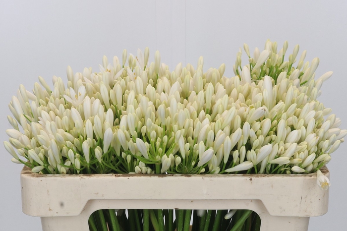 <h4>Agapanthus EYFORI White</h4>