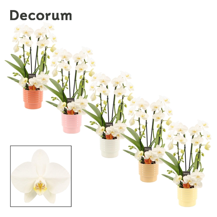 <h4>Phalaenopsis twirl wit in Naemi (Sympathetic moods-collection)</h4>