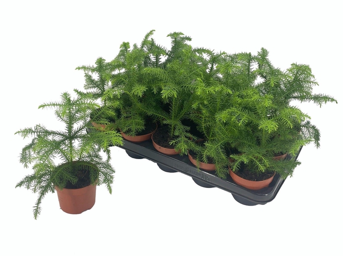 <h4>ARAUCARIA HETEROPHYLLA P10</h4>