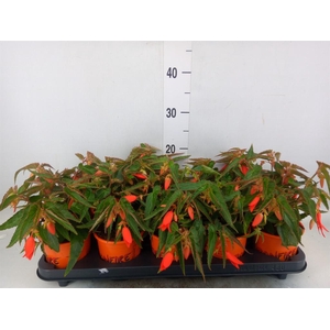 Begonia tuber. 'Bonfire'