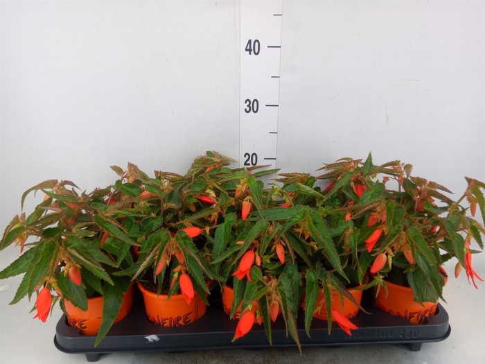 <h4>Begonia tuber. 'Bonfire'</h4>