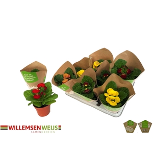 CALC X HERBEOHYBRIDA