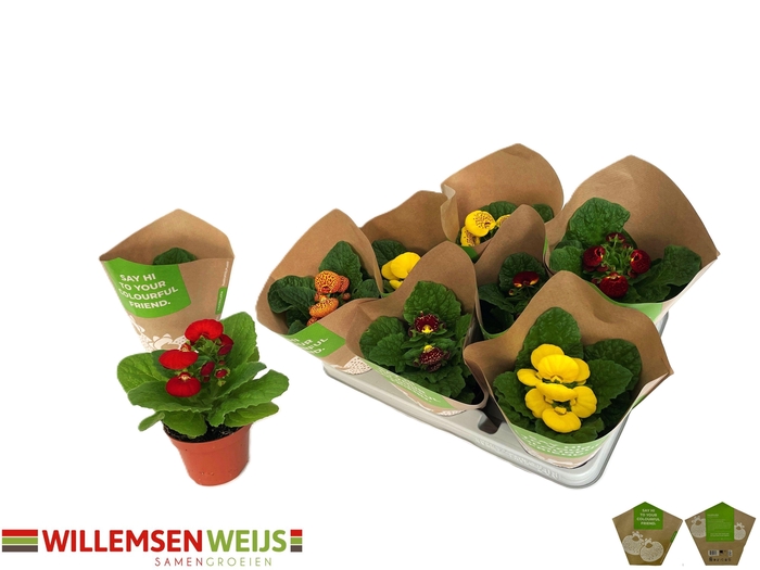 <h4>CALC X HERBEOHYBRIDA</h4>