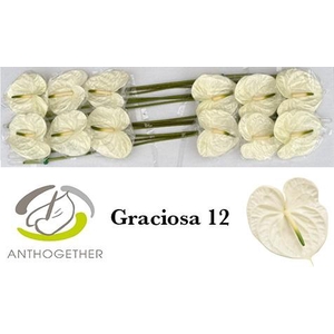 ANTH A GRACIOSA