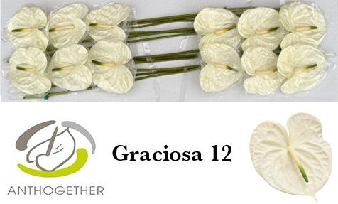 <h4>ANTH A GRACIOSA</h4>