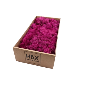 Reindeer Moss 500gr Fuchsia