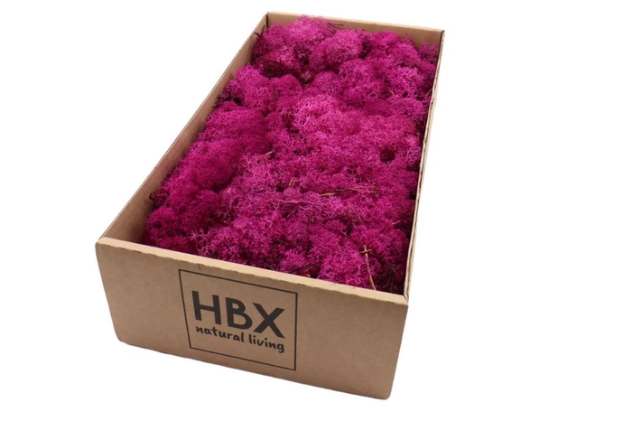 <h4>Reindeer Moss 500gr Fuchsia</h4>