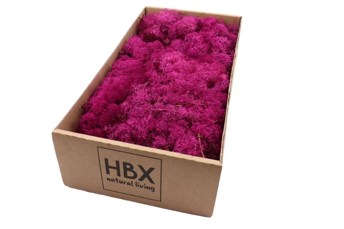 <h4>Moss Reindeer Moss 500gr Fuchsia</h4>