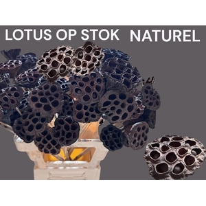 Lotus Kolf Op St H%