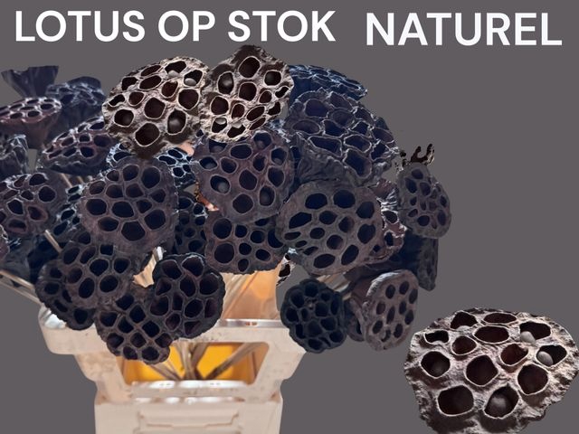<h4>Lotus Kolf Op St H%</h4>